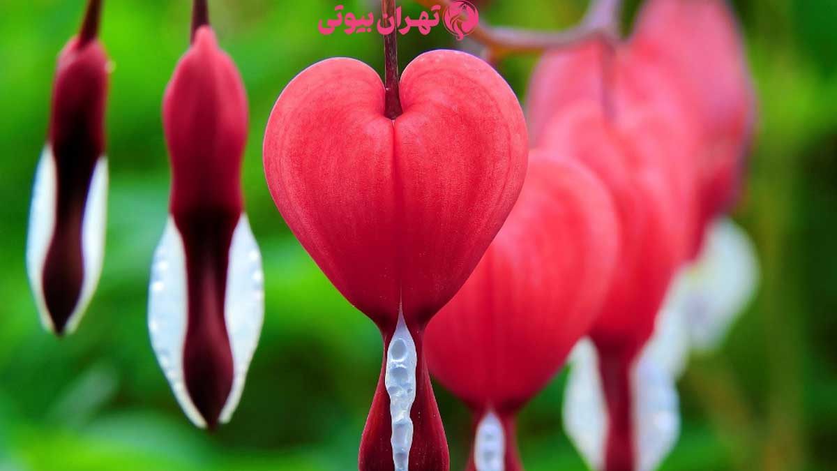 10 بهترین دکتر تنگ کردن واژن ( واژینوپلاستی) در تهران